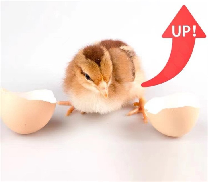 Hatching Machine